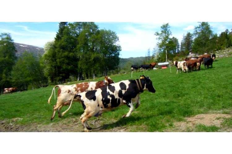 Trøndelag
