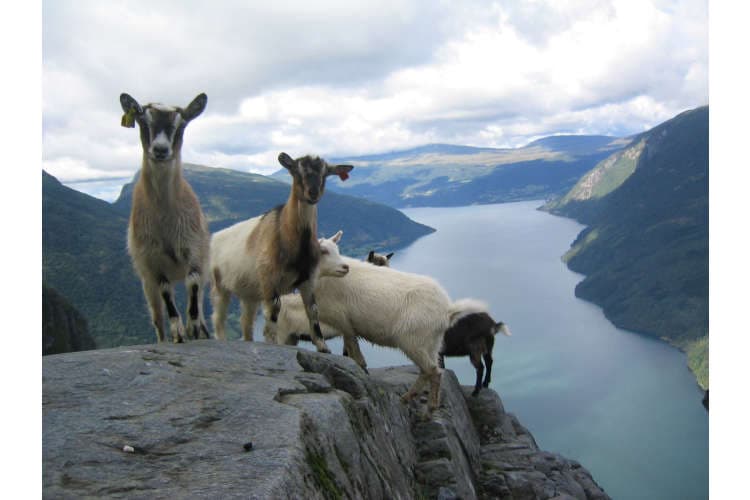 Sogn og Fjordane