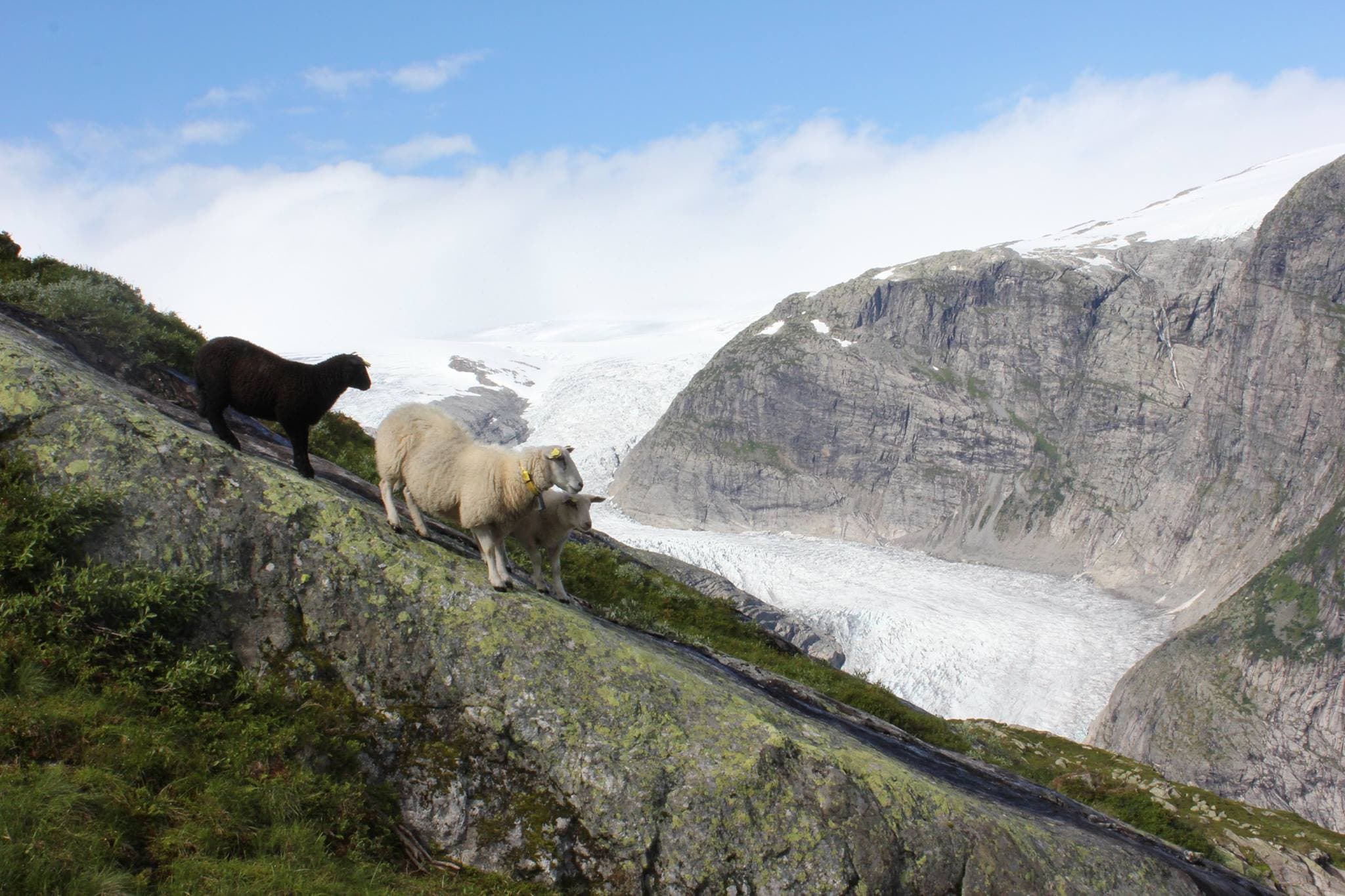 Brelam frå Jostedal