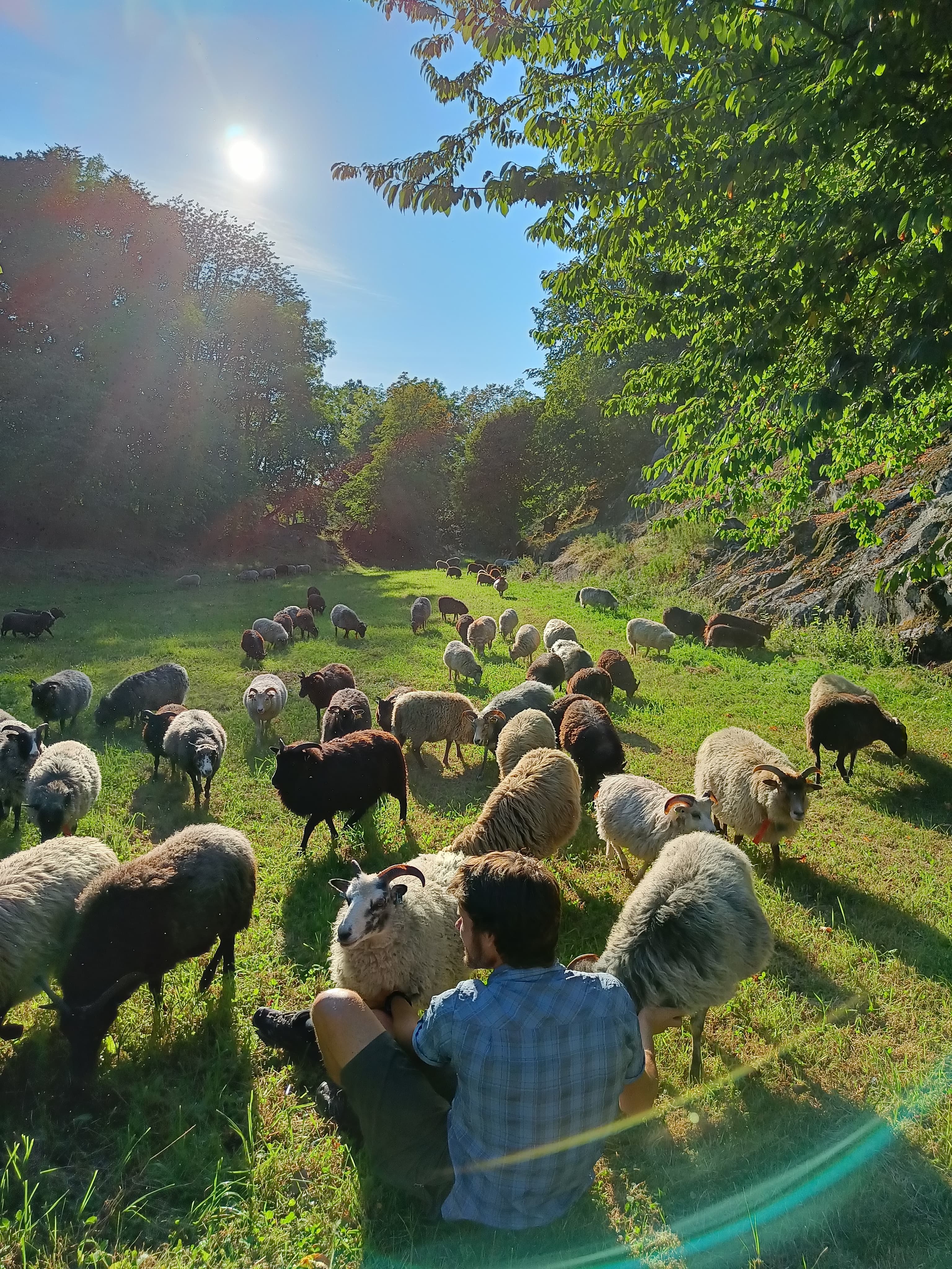 Sveivdokk økologiske gård