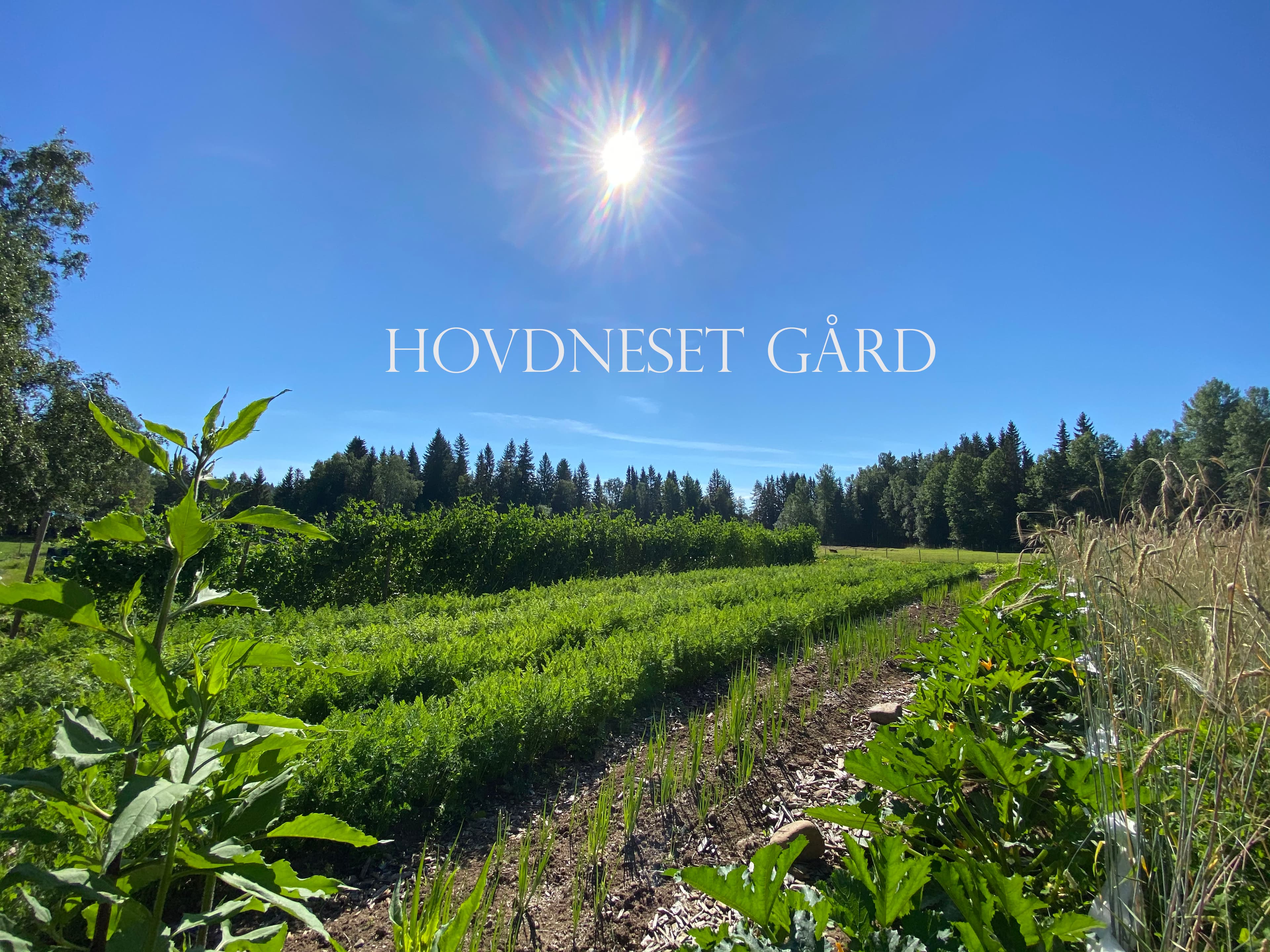 Hovdneset Gård