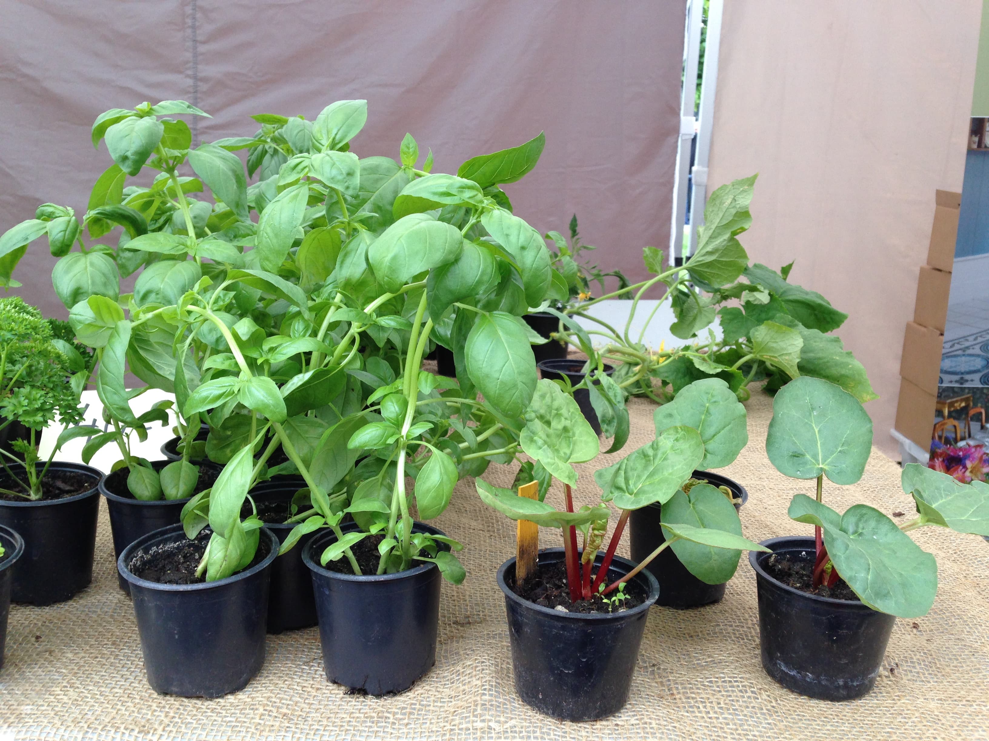 Stangeland Urteprodukter