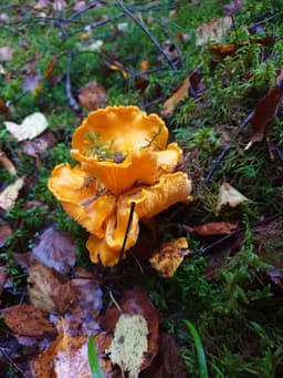 Ulsrød Sopp og Bær logo