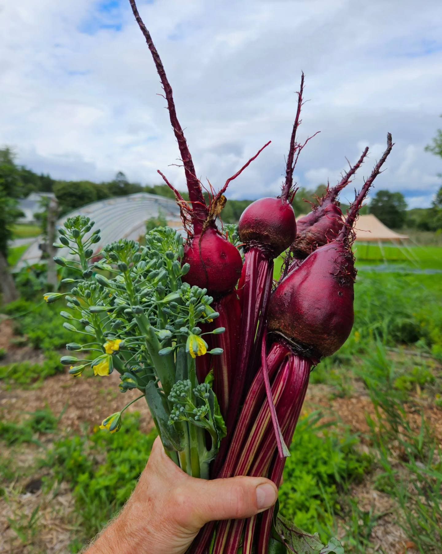 Botnetorget Mat & Hagebruk