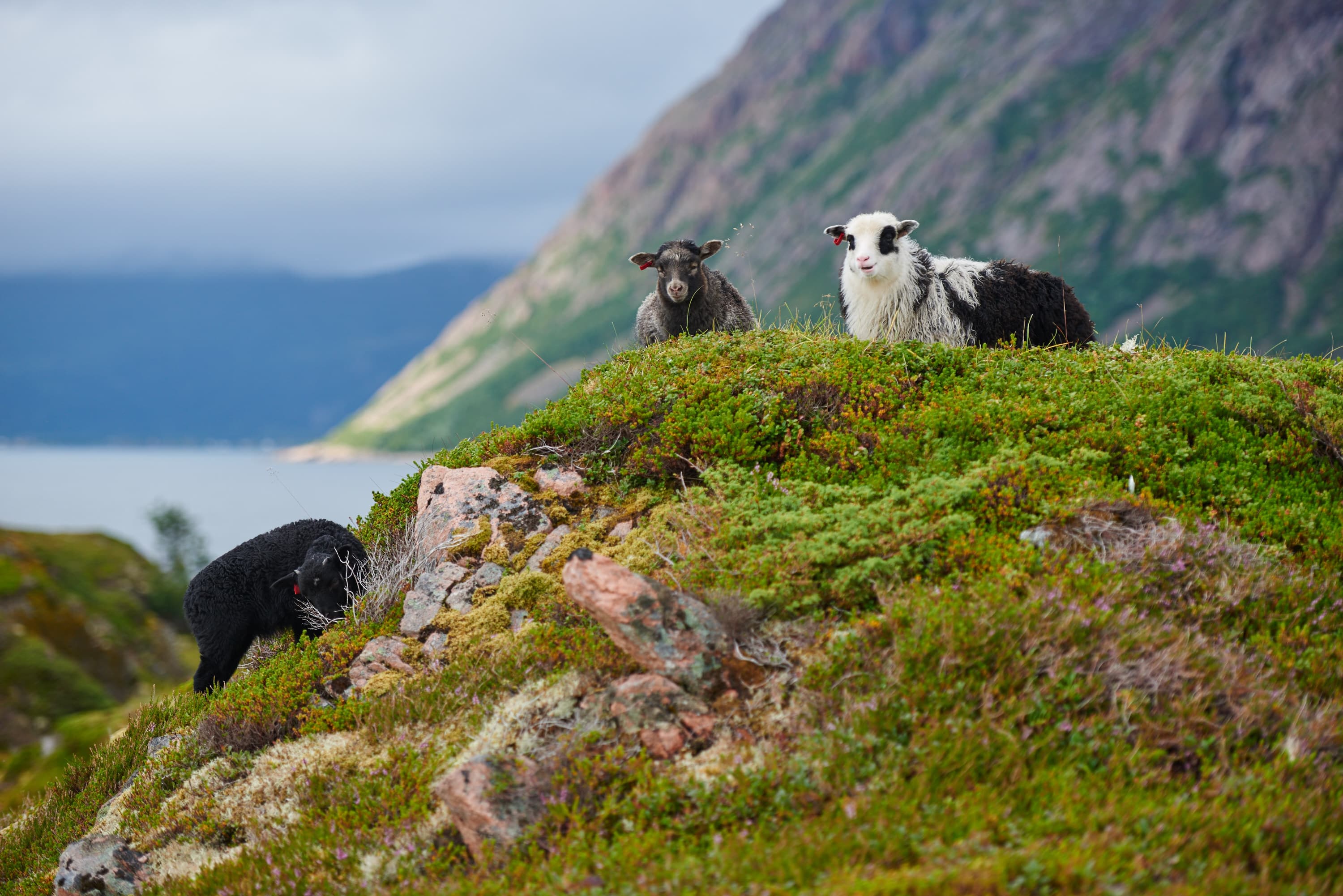 Lille Langøya Fiskerbonde