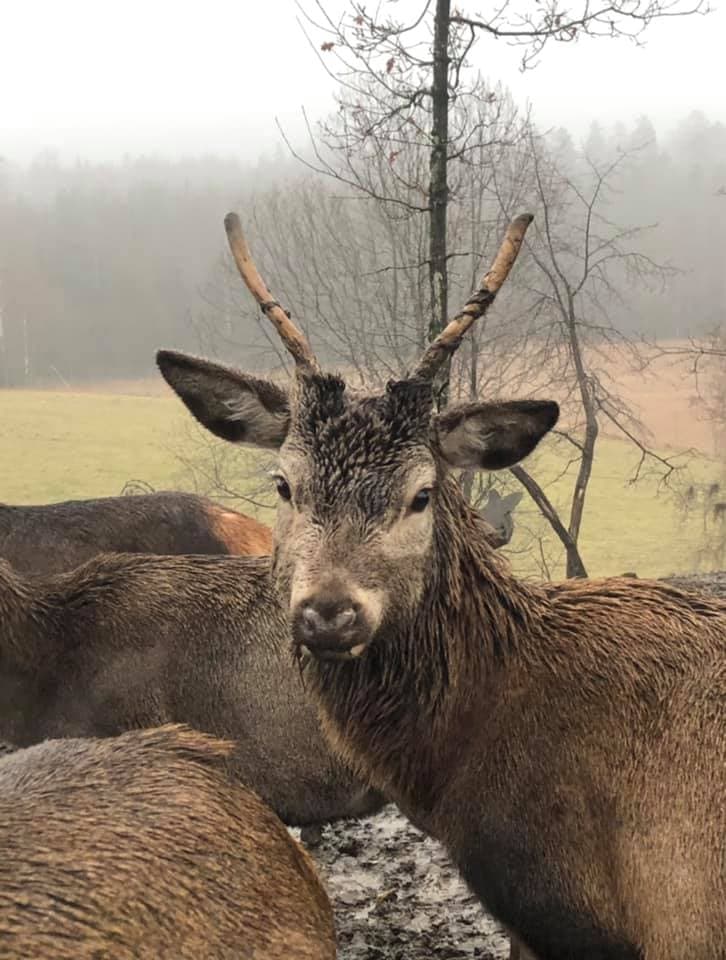 Hjortegården i Stokke
