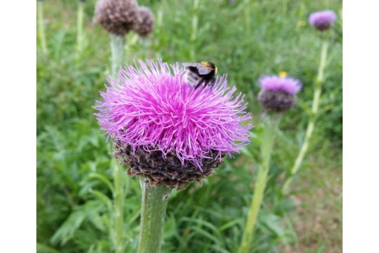 bosheimsmarken energi og vitalitet med reinrot