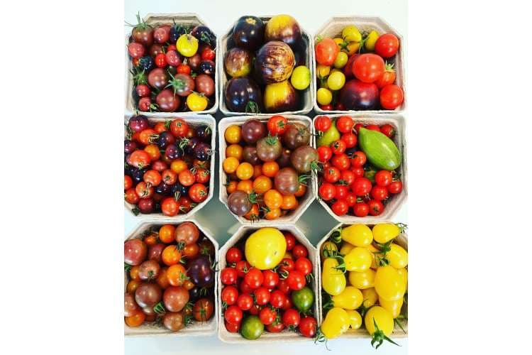 grontprosjekt i innlandet