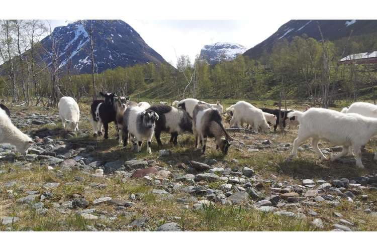 sett arktisk kje pa menyen